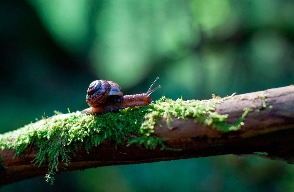 ilustrasi siput (unsplash.com/Михаил Павленко)