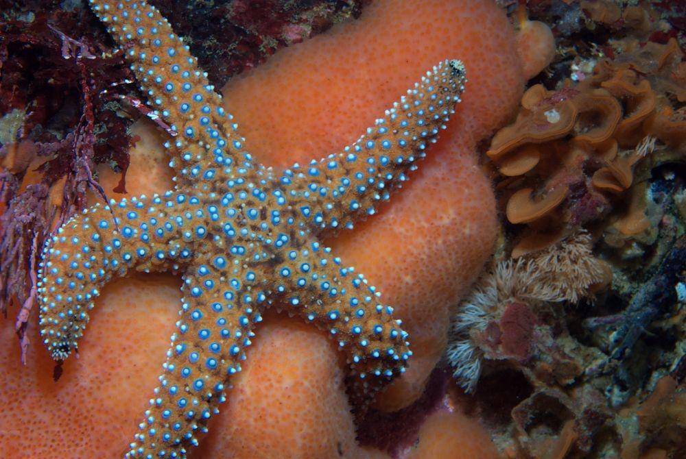 ilustrasi Pisaster giganteus (wikimedia.org/Ed Bierman)