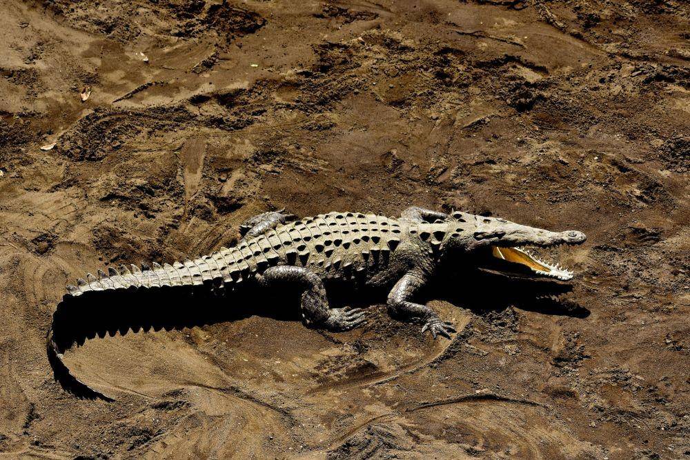 ilustrasi aligator (unsplash.com/Prince Patel)