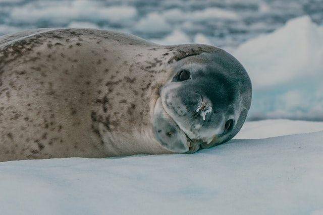 ilustrasi leopard seal (unsplash.com/Rod Long)