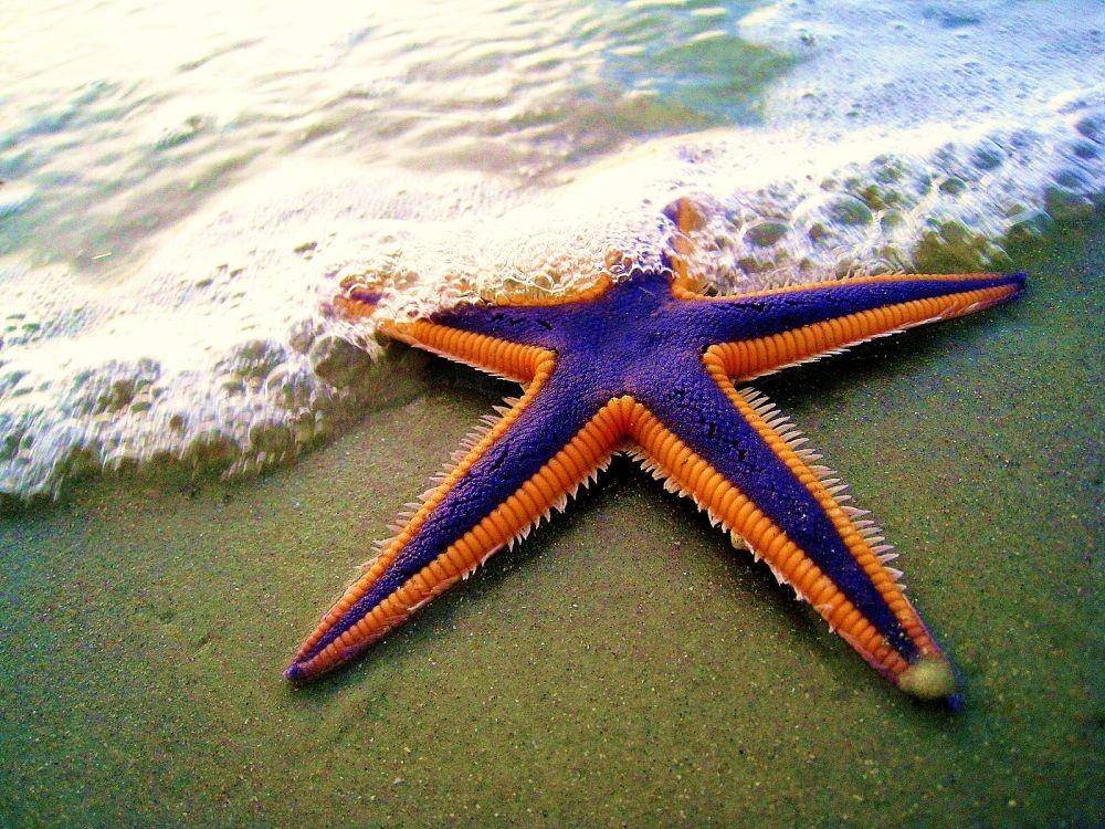 ilustrasi Astropecten articulatus (wikimedia.org/TheMargue)
