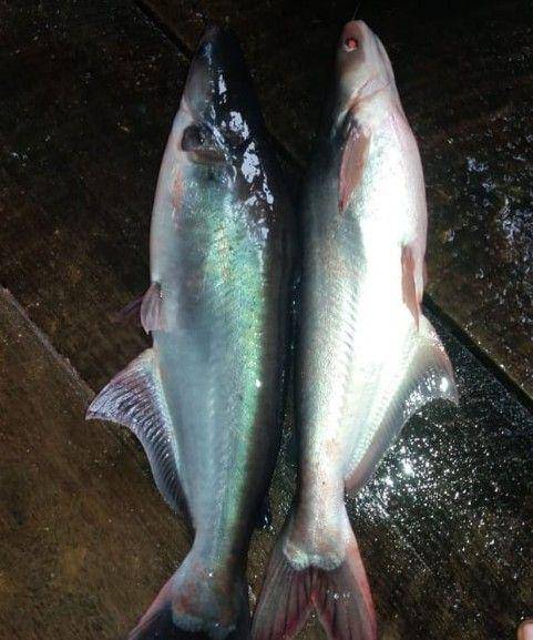 ikan patin untuk bahan ikan kuah asam (instagram.com/ikanpatin_segar)