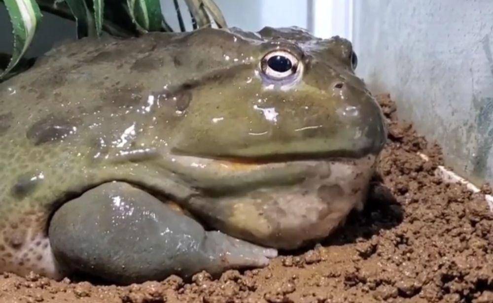 Katak Lembu (instagram.com/hakushu_bullfrog/)