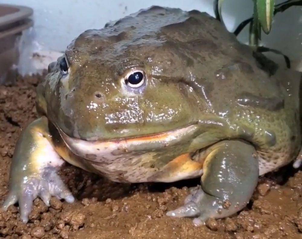 Katak Lembu (instagram.com/hakushu_bullfrog/)