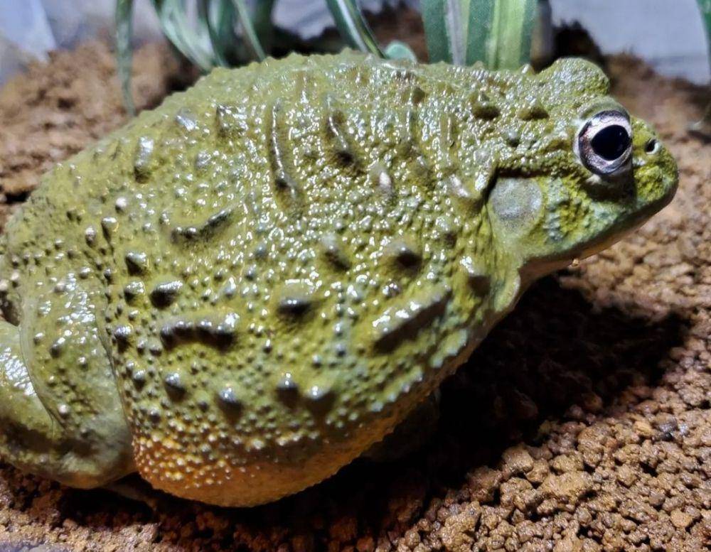 Katak Lembu (instagram.com/hakushu_bullfrog/)