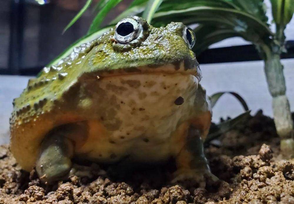 Katak Lembu (instagram.com/hakushu_bullfrog/)