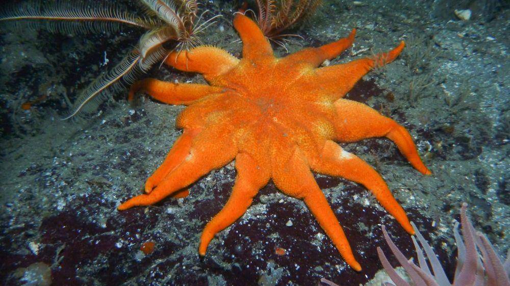 ilustrasi Solaster dawsoni (wikimedia.org/Jonathan Martin)