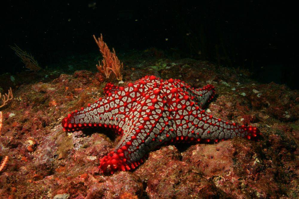 ilustrasi Pentaceraster cumingi (wikimedia.org/Laszlo Ilyes)