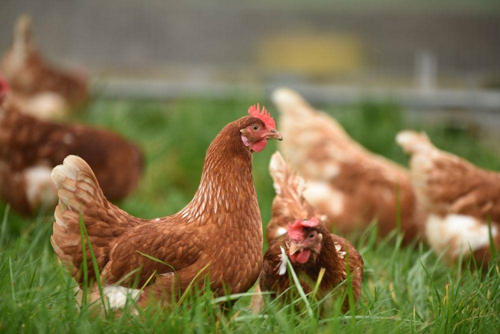 ilustrasi ayam betina (unsplash.com/Thomas Iversen)
