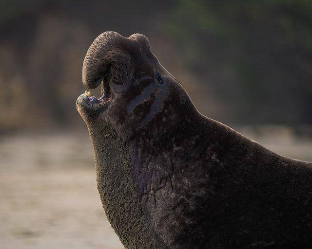 ilustrasi elephant seal (unsplash.com/Y S)