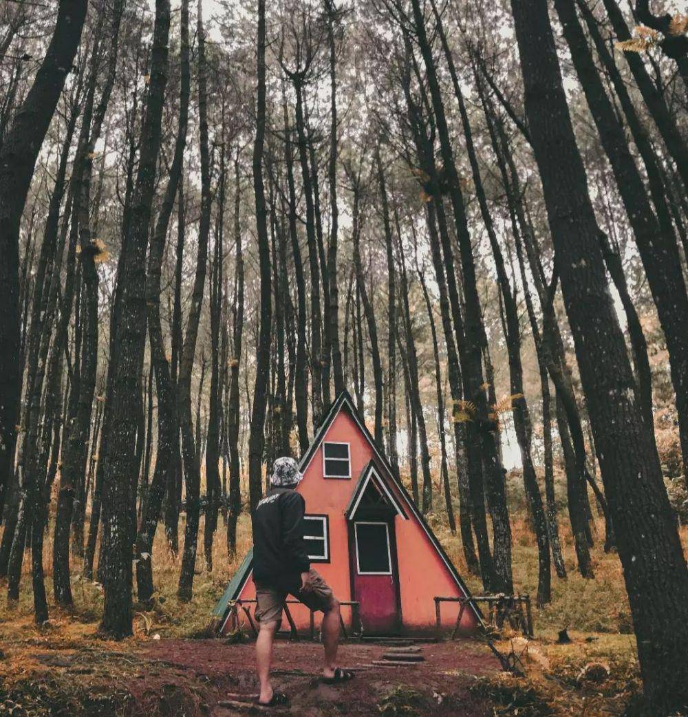 Top Selfie Hutan Pinus Kragilan (instagram.com/desmin.palamba)