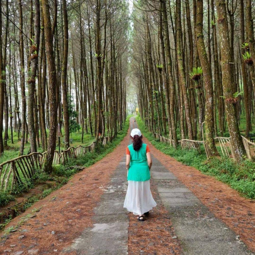 Top Selfie Hutan Pinus Kragilan (instagram.com/thammy_laay)