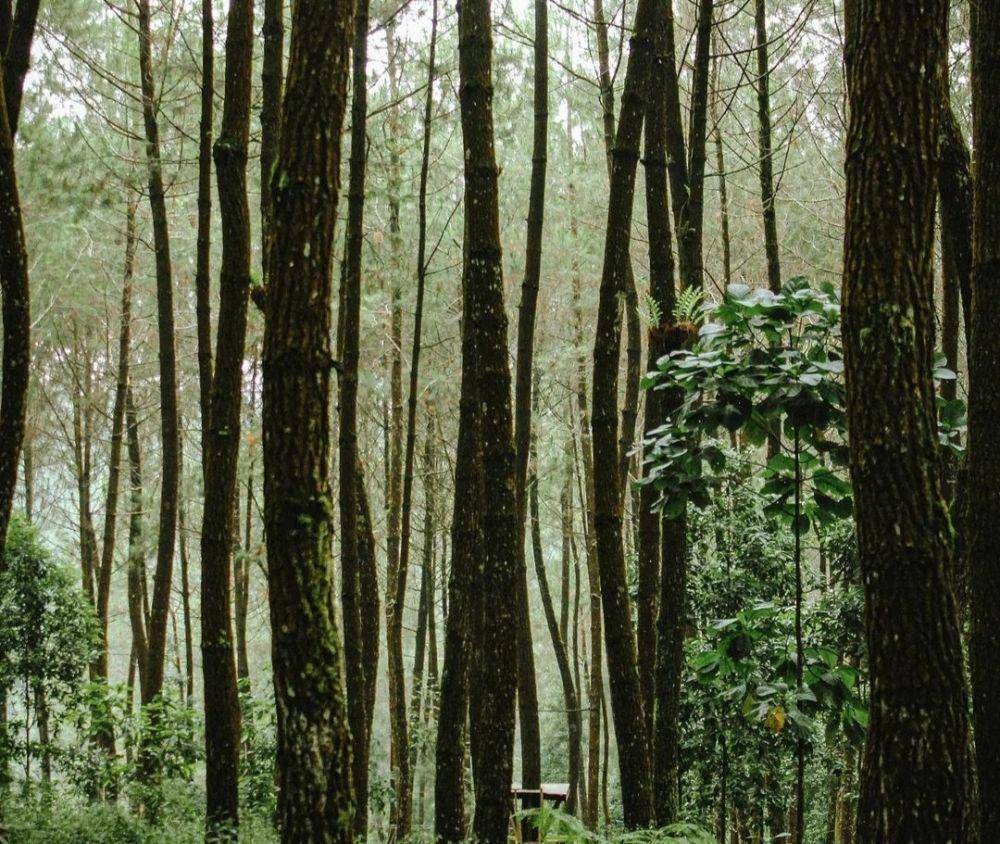 Top Selfie Hutan Pinus Kragilan (instagram.com/wimar_acung87)