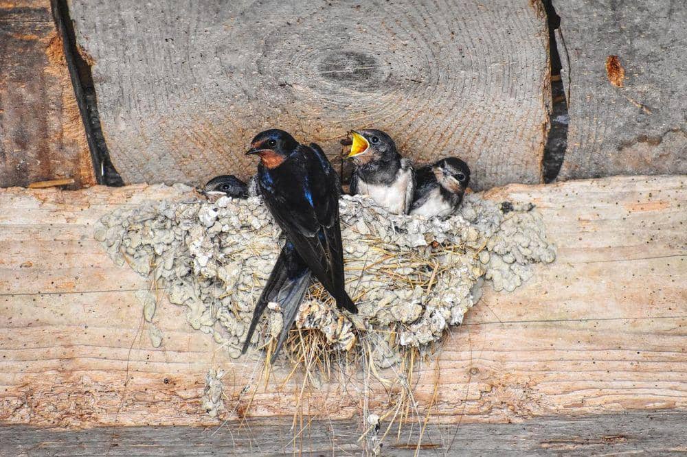 burung walet bersantai di dalam sarangnya (pixabay.com/Susanne Edele)