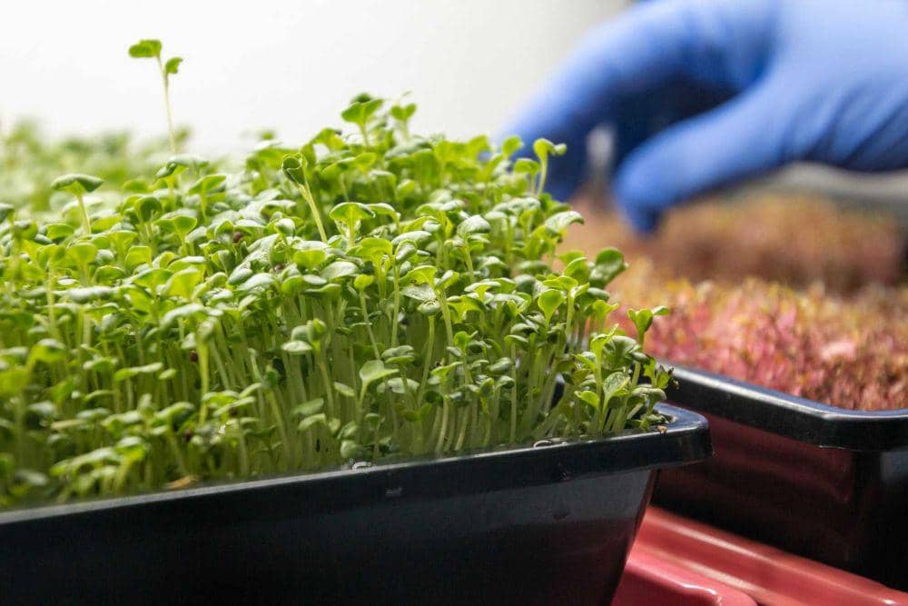 7 Cara Menanam Microgreens, Sayuran Mungil Kaya Nutrisi