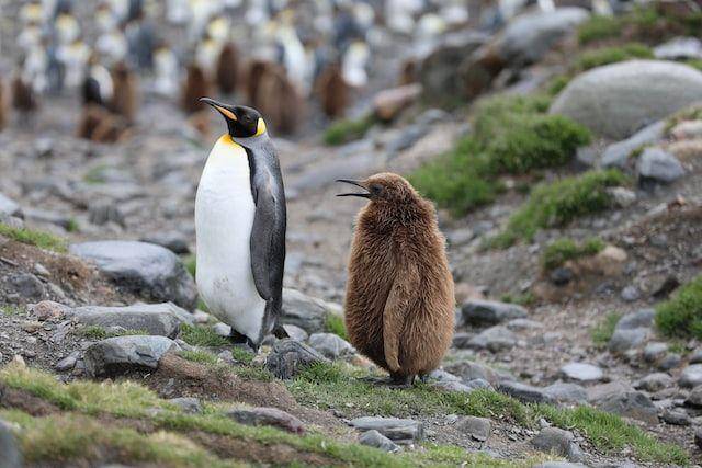 ilustrasi king pinguin (unsplash.com/Martin Wettstein)