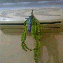pengharum ruangan nyeleneh (facebook.com/ogef martien)