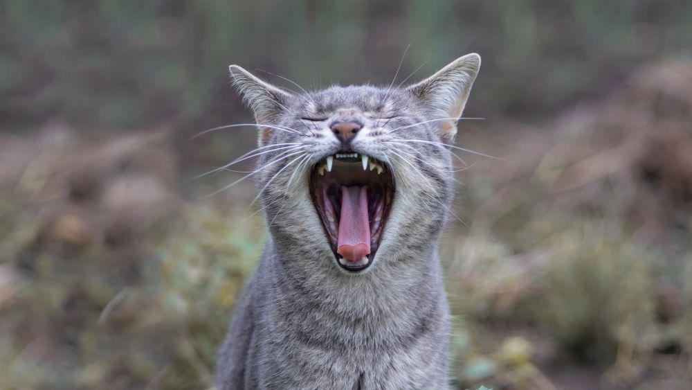 Mengapa Mulut Kucing Bau Banget? Bisa Jadi Ini Penyebabnya!