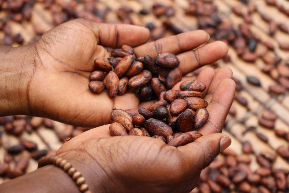 ilustrasi biji kakao atau cokelat (unsplash.com/fideletty)