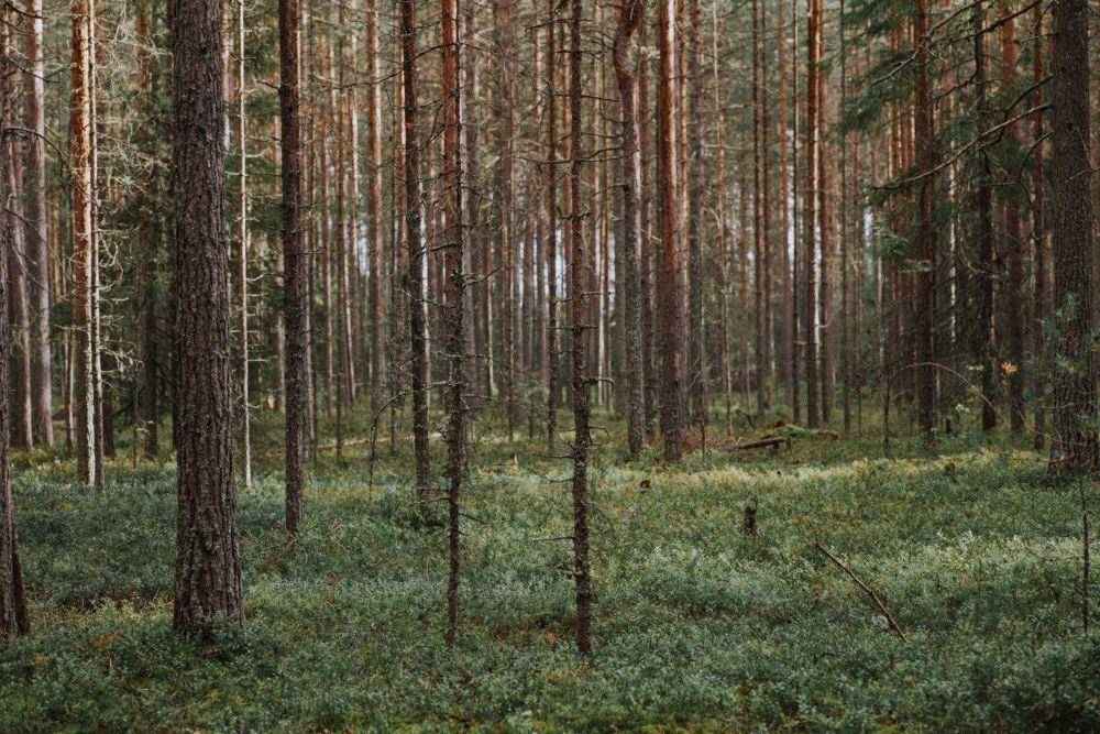ilustrasi pohon karet (unsplash.com/@kkalerry)