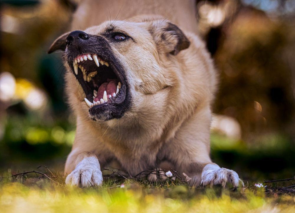 Mengapa Rabies Mematikan? Peringatan di Hari Rabies Sedunia