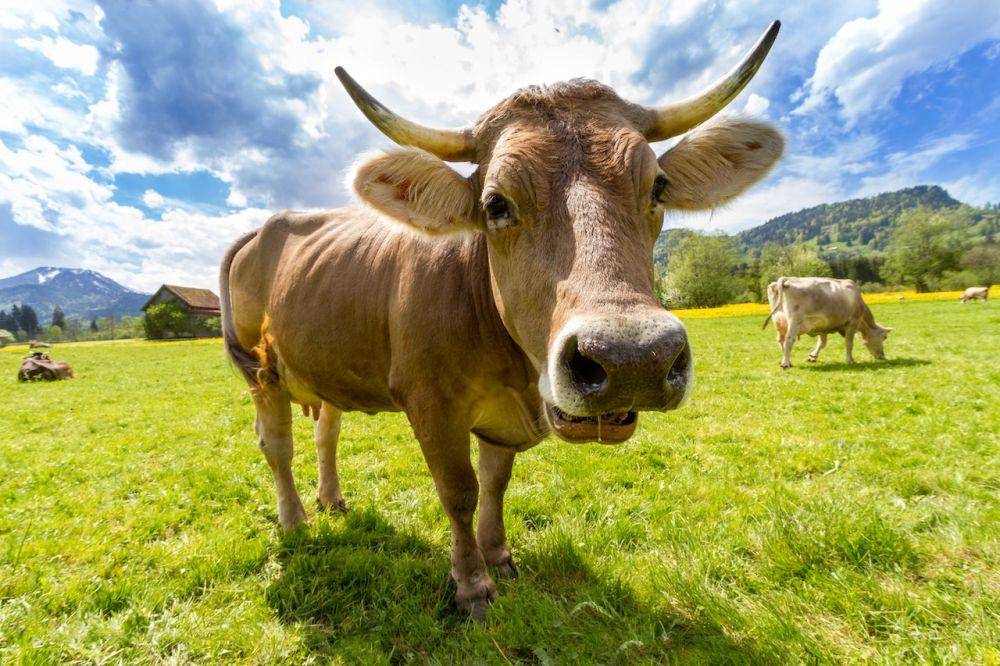 ilustrasi sapi (pexels.com/Pixabay)