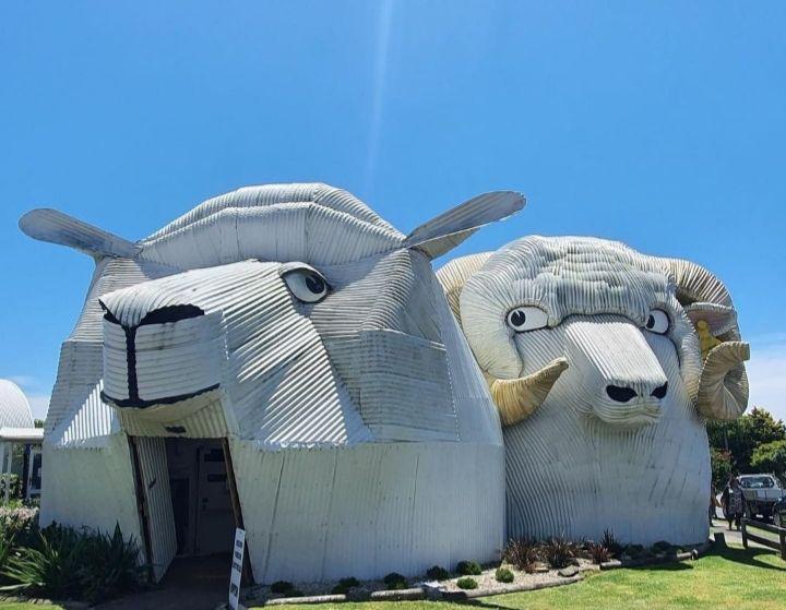gedung anjing dan domba di Selandia Baru (instagram.com/waikatonewzealand)
