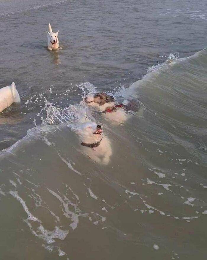 aksi polos anjing (reddit.com/MeliaDanae)
