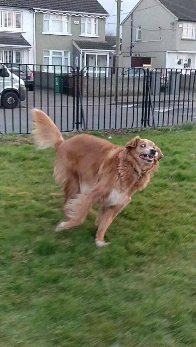 aksi polos anjing (reddit.com/Dodzer89)