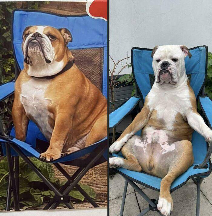aksi polos anjing (reddit.com/Tegasauras)