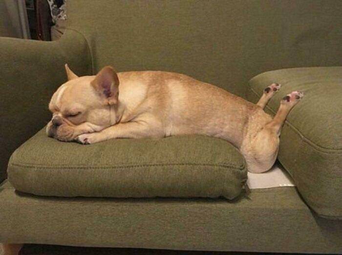 aksi polos anjing (reddit.com/JacksonBillyMcBob)
