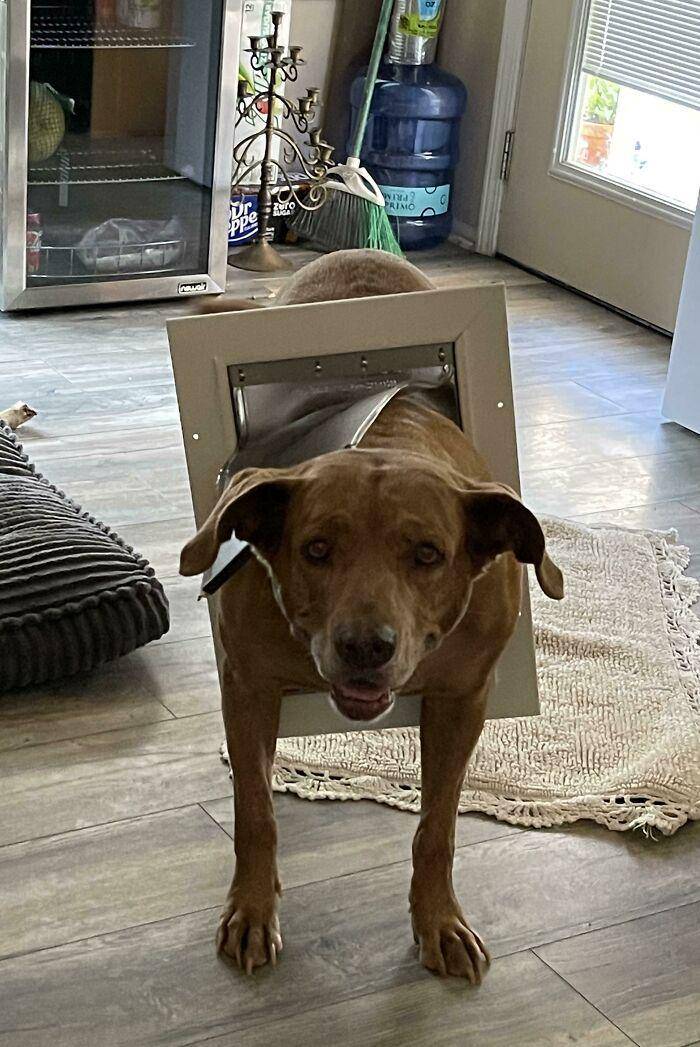 aksi polos anjing (reddit.com/hollysand1)