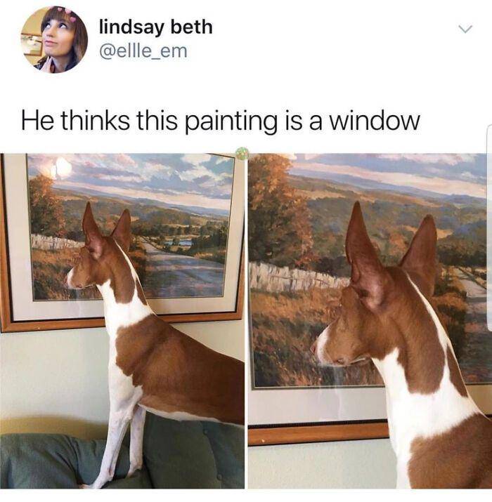 aksi polos anjing (reddit.com/DARKplayz_)