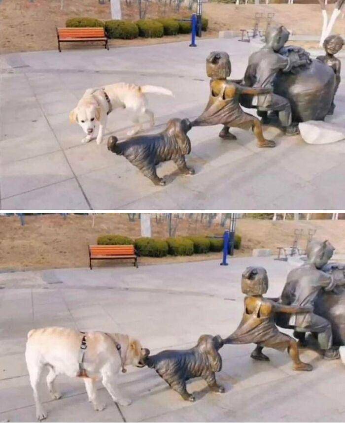 aksi polos anjing (reddit.com/JacksonBillyMcBob)