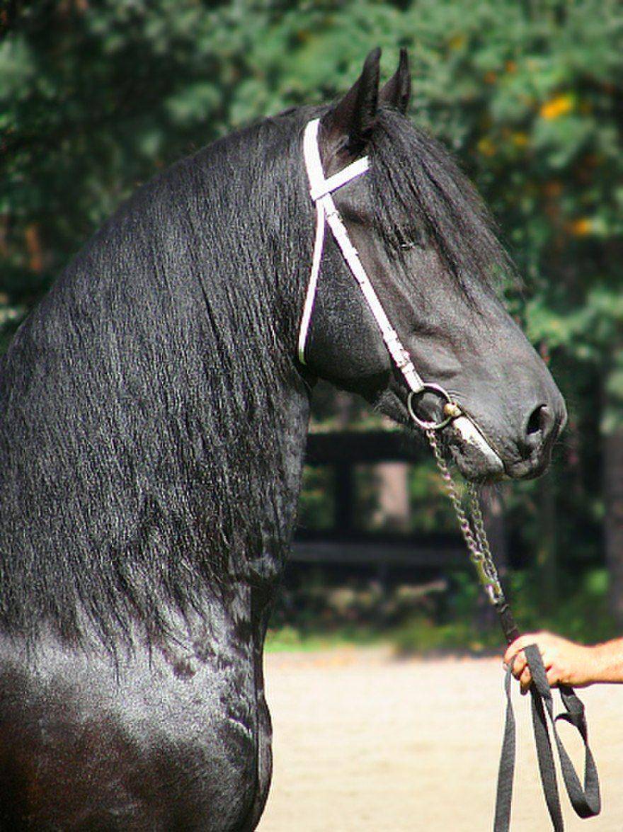 potret postur bagian kepala kuda Friesian (thereaderwiki.com)