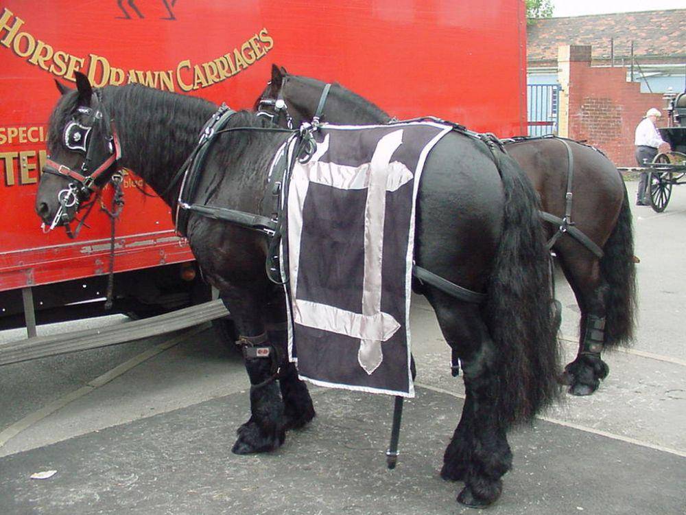 kuda Friesian seringkali disebut sebagai "Belgian Black" karena warna bulunya yang hitam legam (commons.wikimedia.org/Anthony Appleyard)