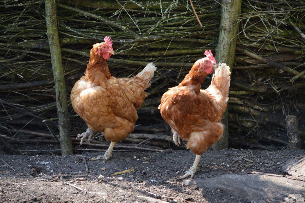 Apakah Ayam Keturunan Dinosaurus? Sekilas Mirip T-Rex, Ini Jawabannya