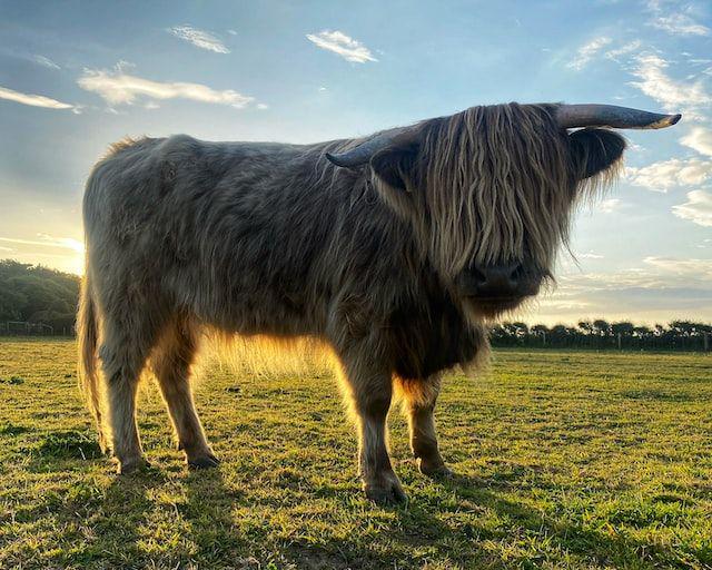 8 Fakta tentang Yak, Spesies Sapi Paling Cantik di Dunia
