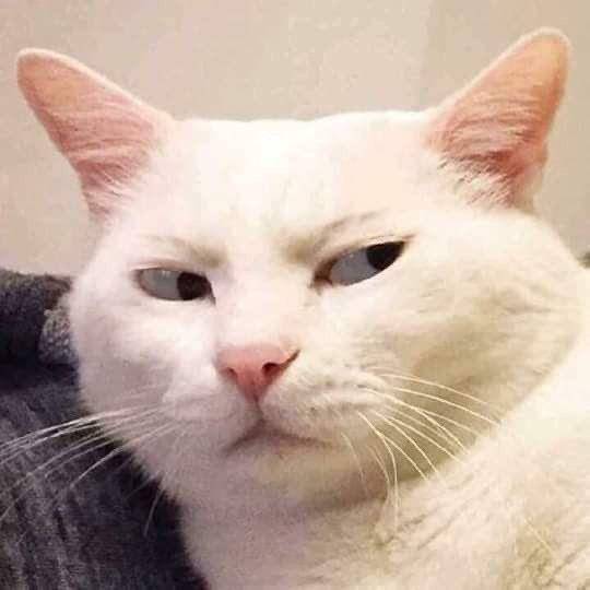 Muka julid kucing (via twitter.com/yoxrgravity)
