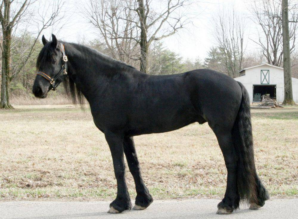 potret postur kuda Friesian yang gagah (commons.wikimedia.org/Larissa Allen)