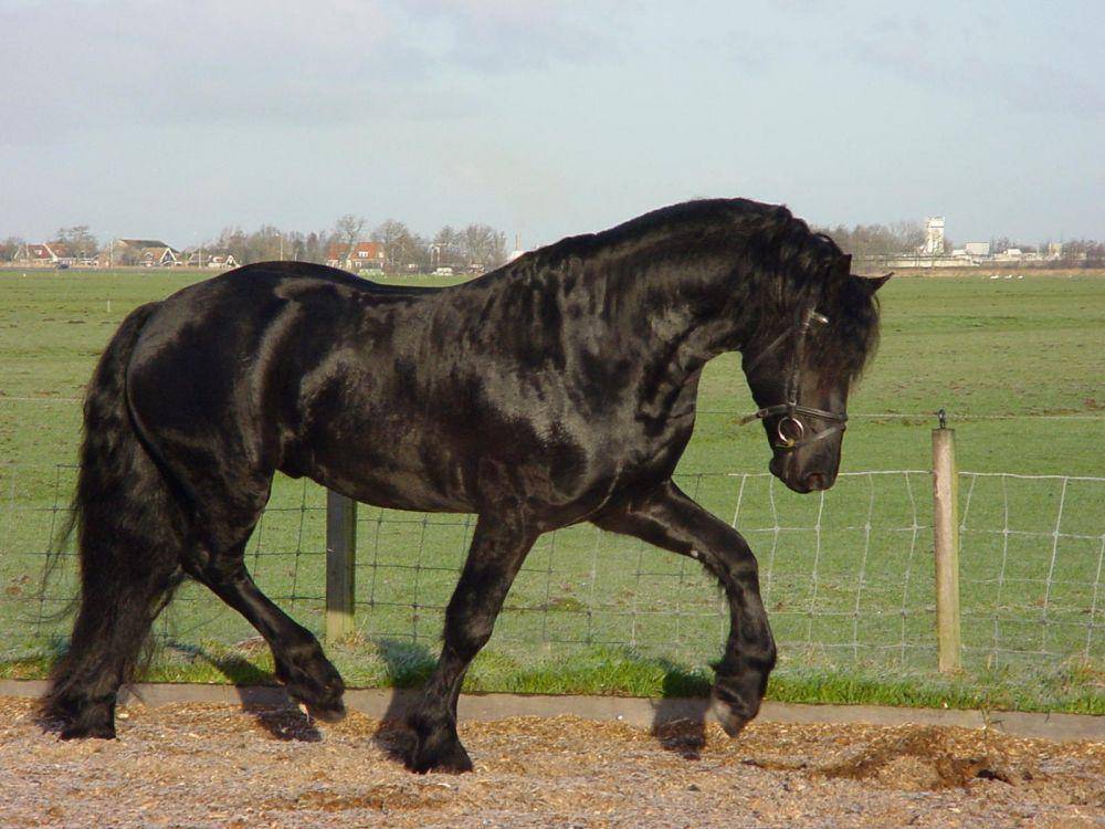 selain indah kuda Friesian juga dikenal sebagai salah satu ras kuda yang kuat (commons.wikimedia.org/B0rder)
