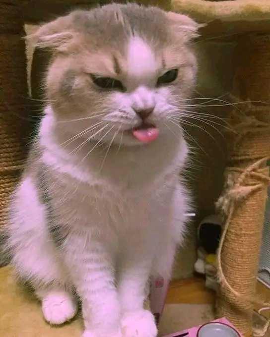 9 Potret Kucing Bergaya Absurb, Bikin Ketawa Ngakak
