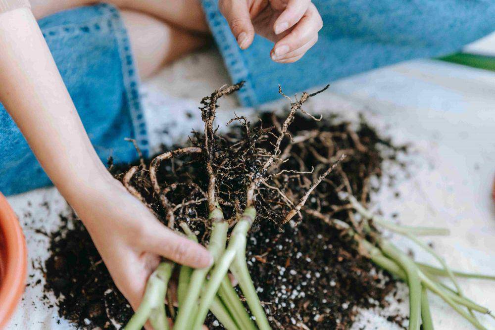 ilustrasi tahap pemindahan bibit ke lahan (pexels.com/Teona Swift)