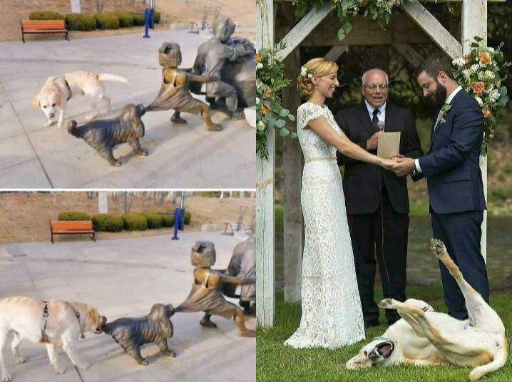 aksi polos anjing (reddit.com/JacksonBillyMcBob | reddit.com/MeliaDanae)
