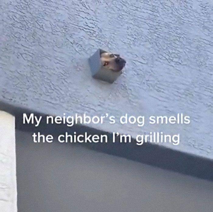 aksi polos anjing (reddit.com/sickreins_03)