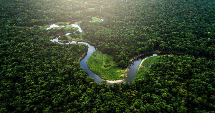 5 Hewan yang Patut Diwaspadai saat Berada di Hutan Amazon!