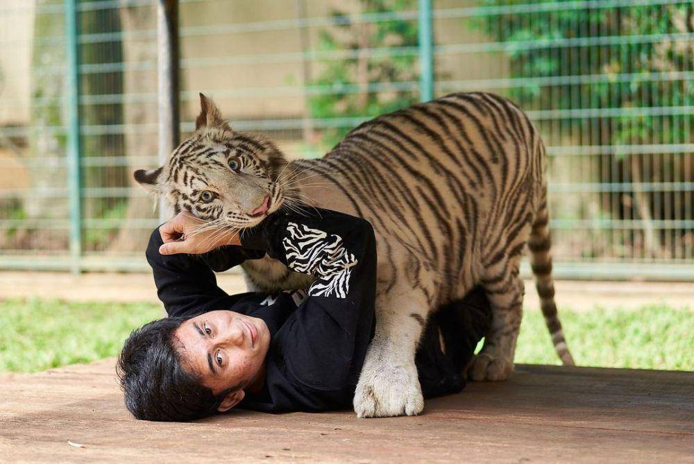 Potret Alshad dengan Harimaunya (instagram.com/alshadahmad)