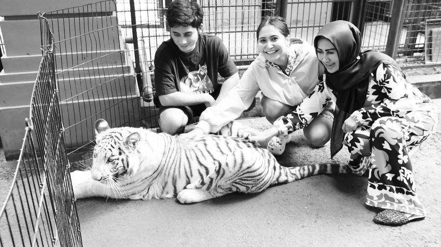 Caca Tengker main dengan harimau Alshad (instagram.com/cacatengker)