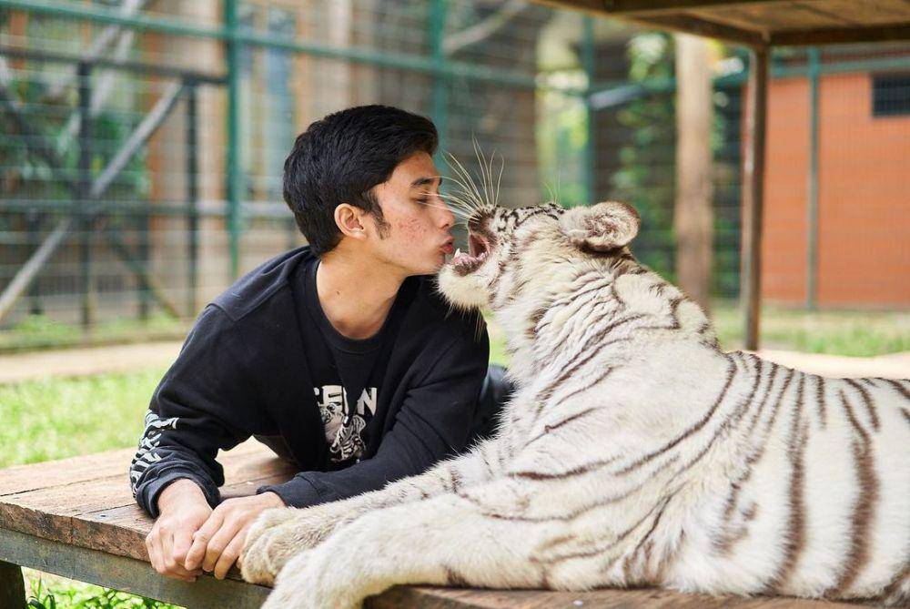 Potret Alshad dengan Harimaunya (instagram.com/alshadahmad)