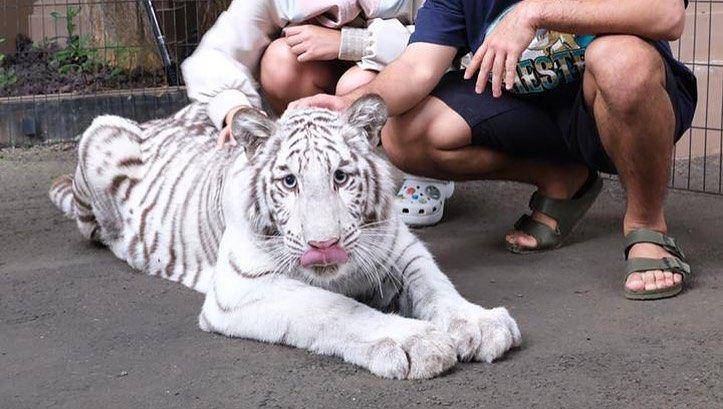 Caca Tengker main dengan harimau Alshad (instagram.com/cacatengker)